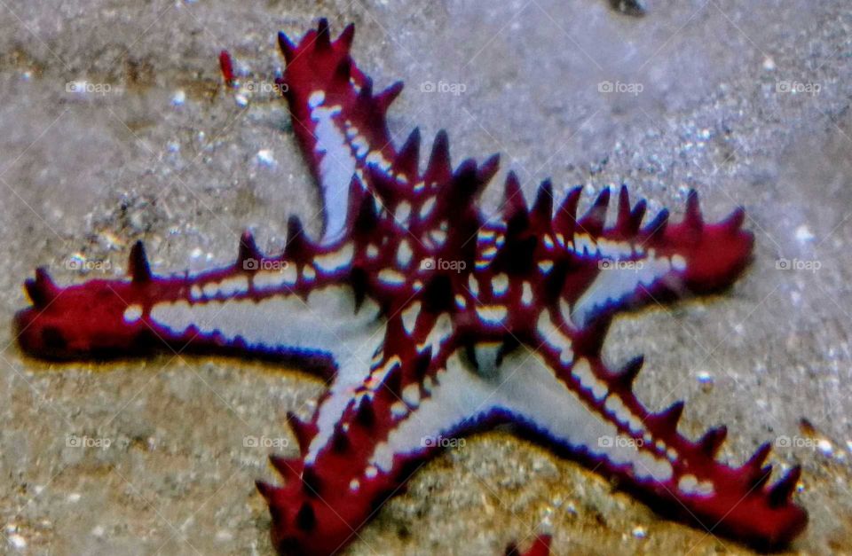 Beautiful Starfish