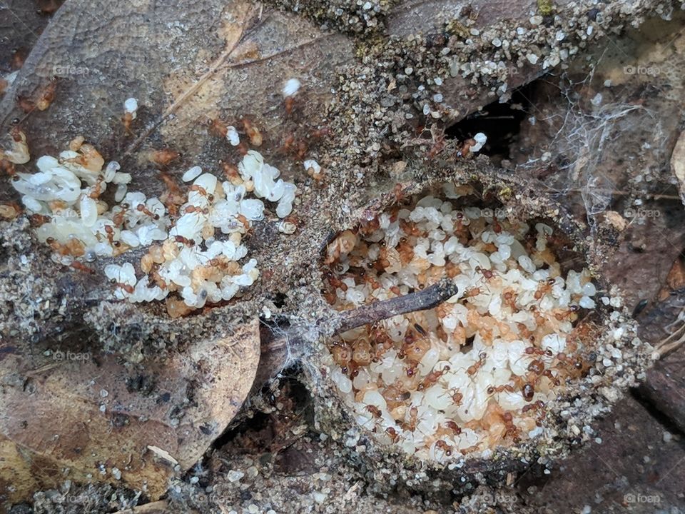 Ants carrying there eggs