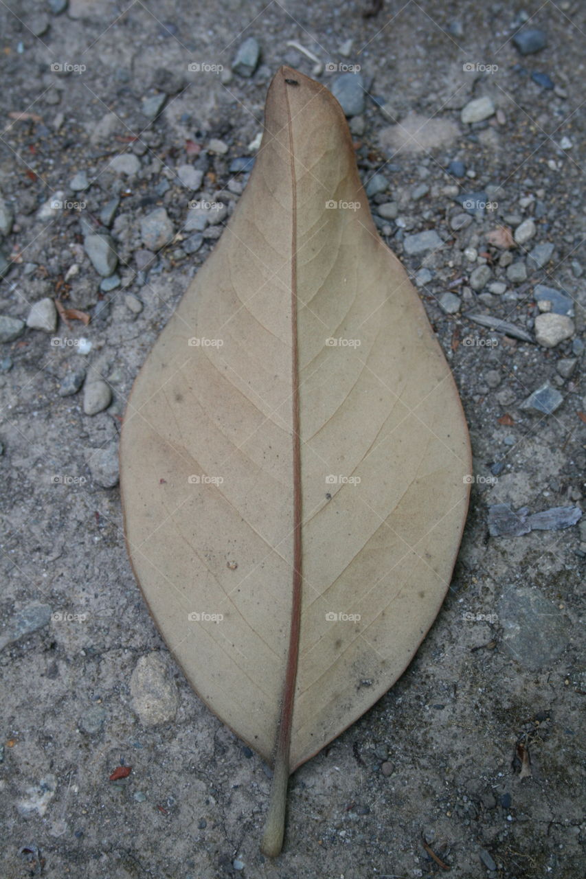 Nature made lines of life within a brown leaf fallen on the ground in summer 