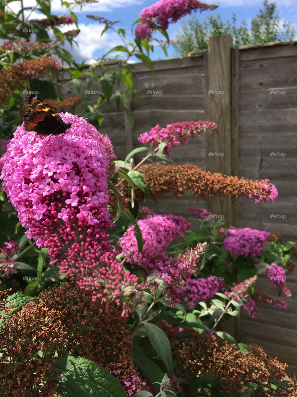 Butterfly on pink flowers. Butterfly on pink garden flowers
