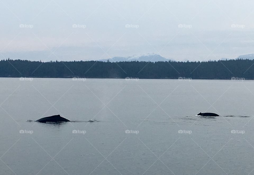 Two humpback whales in Pavlov Harbor, Alaska 