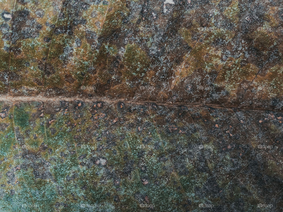 Abstract of dead leaf 