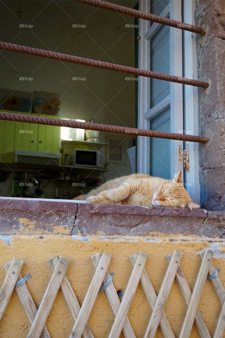 Cat snoozing in a windowsill, Oia, Santorini, Greece 