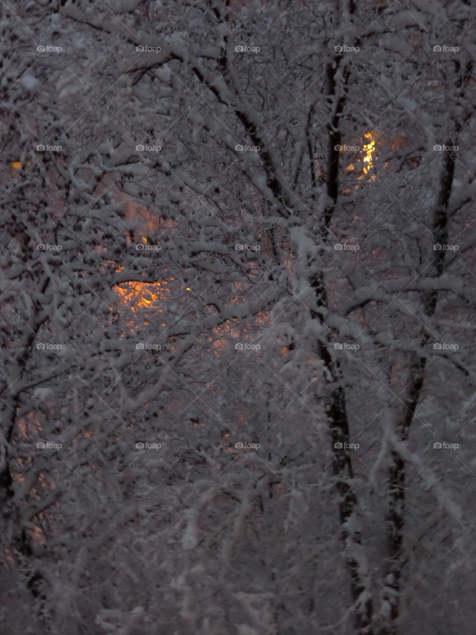 Candling. Forest against lights