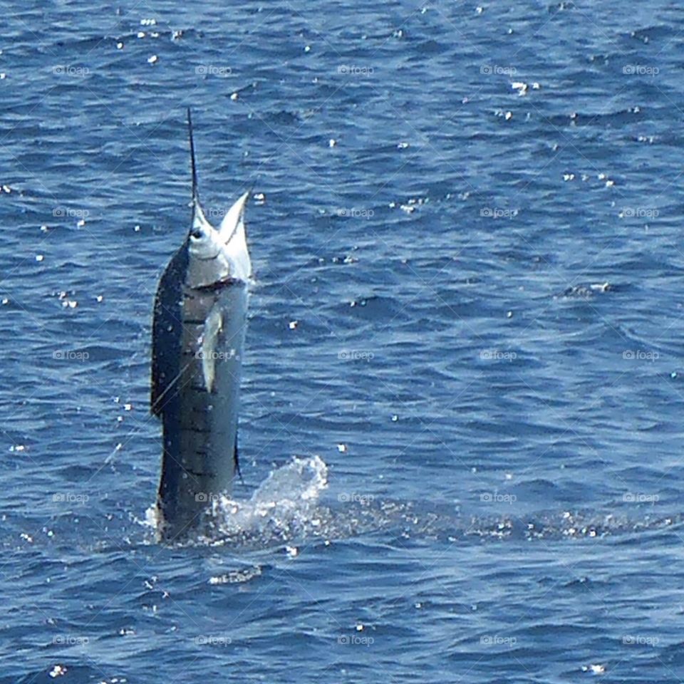 Launching Sailfish