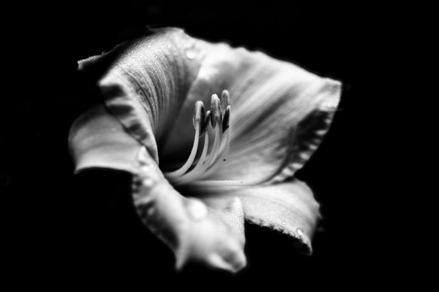 Lilly White