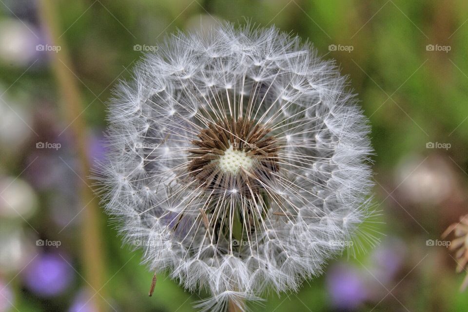 dandelion