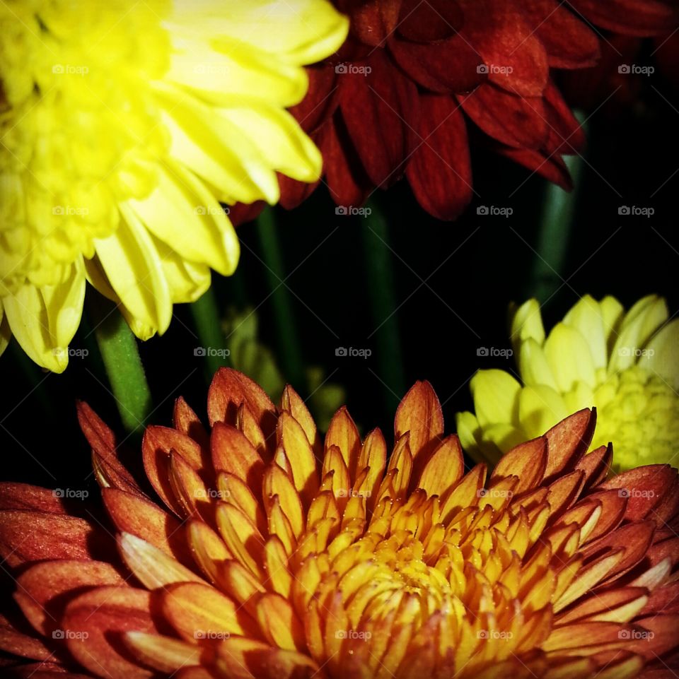 Chrysanthemum Party