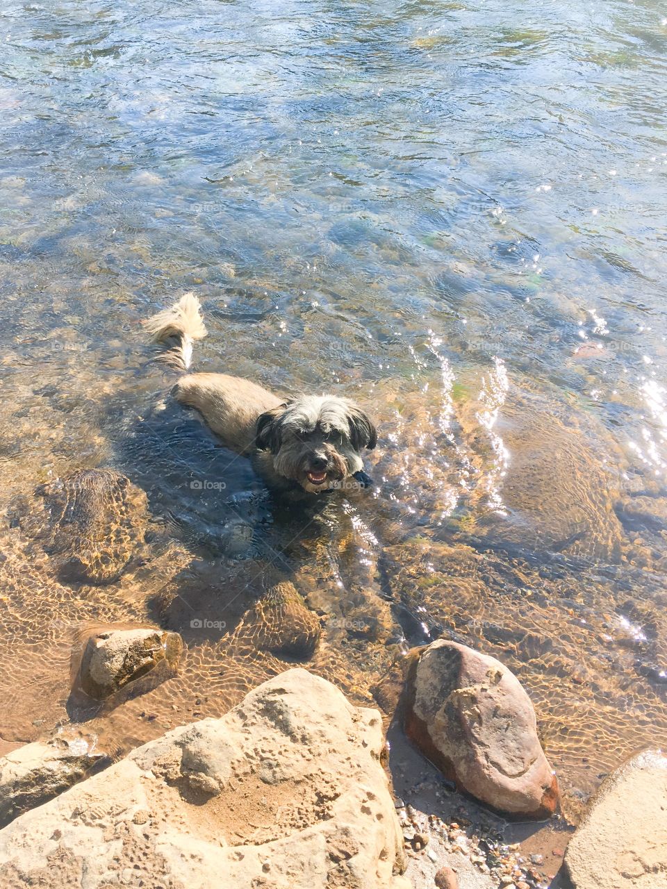 Dog cooling off in stream