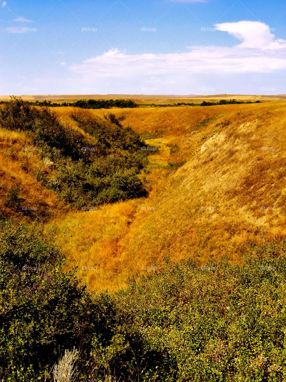 field flora fields valley by refocusphoto