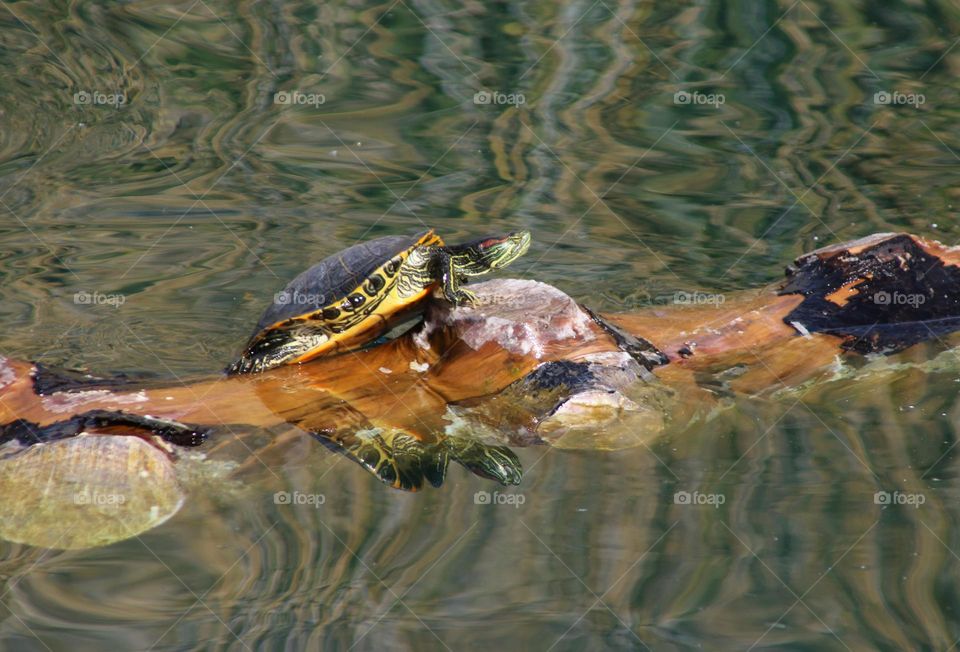 Turtle on a Log in Lake