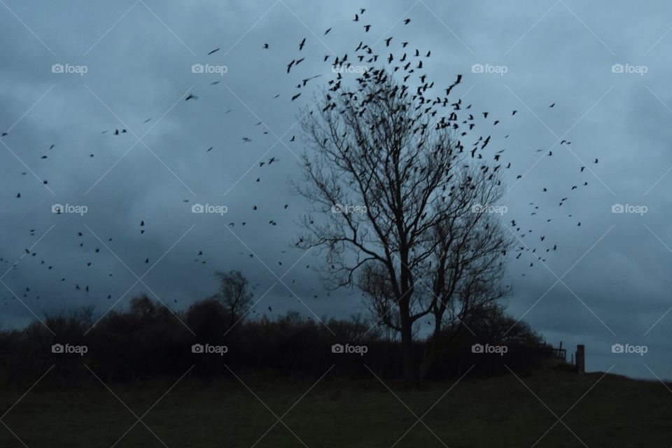 Landscape, Tree, Fog, No Person, Dawn