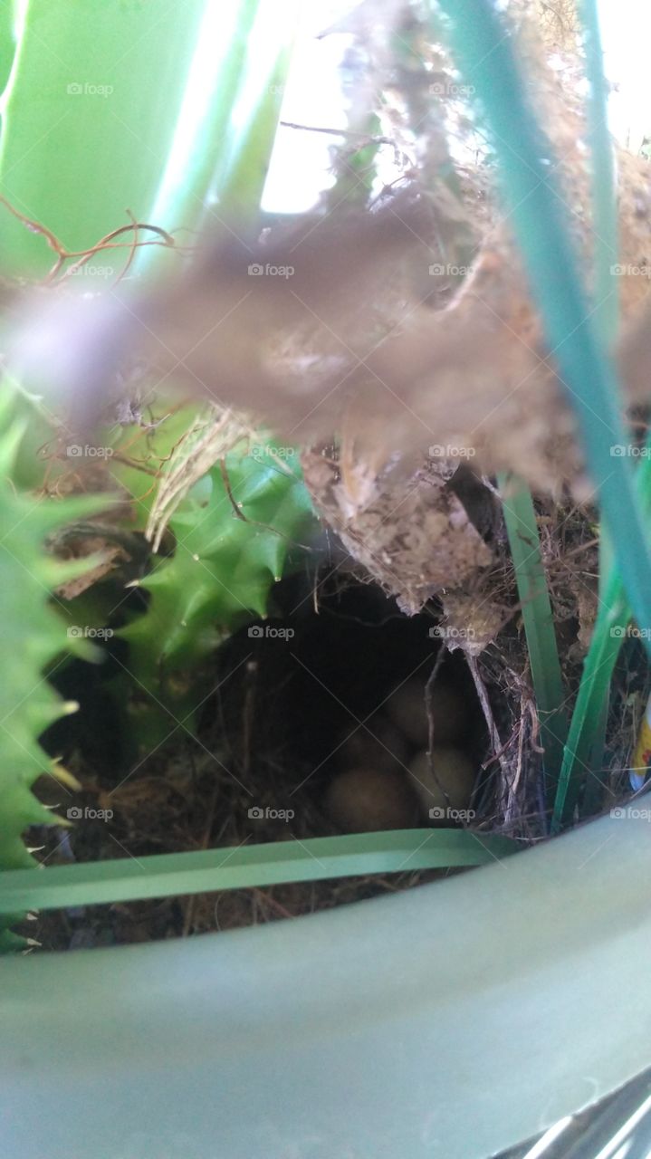Hidden Nest Eggs