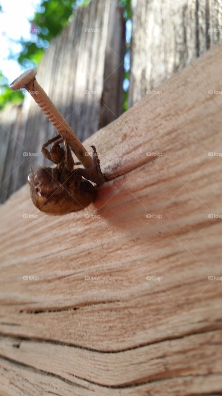 Locust Shell Summertime Memory