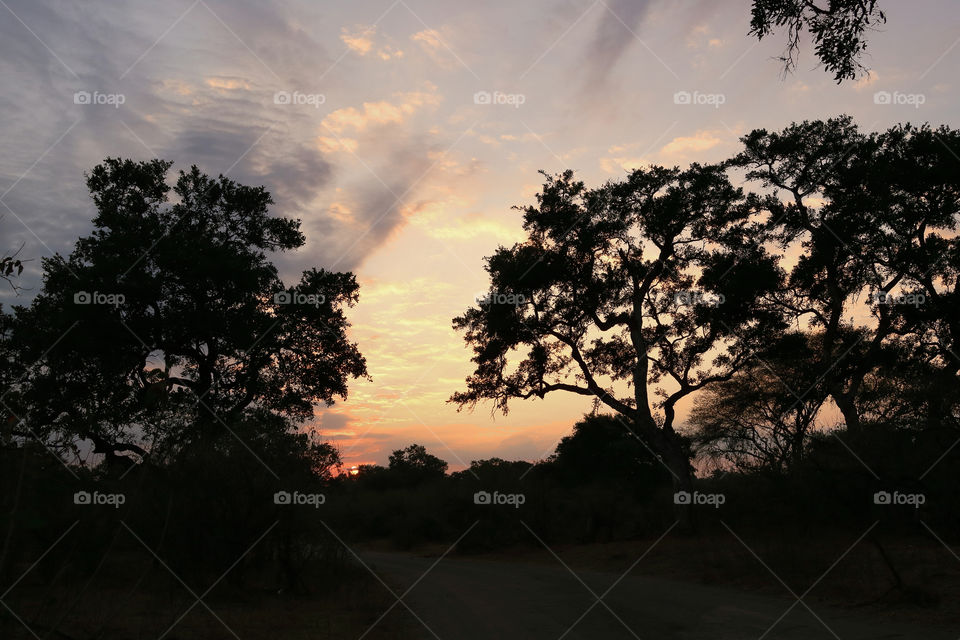African sunset with whisps of cloud behind tall trees