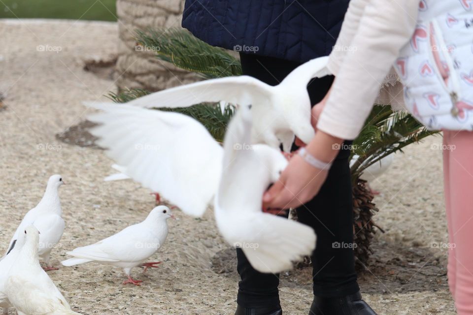 Hand feeding the dove