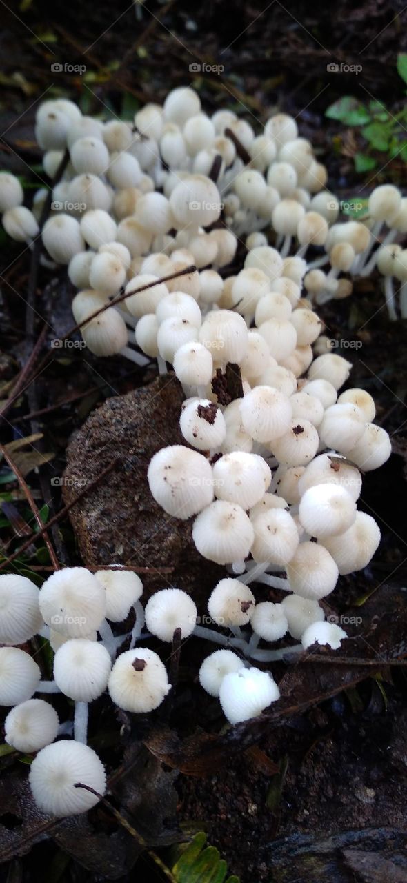 white mushrooms are not for consumption