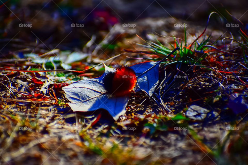 Just gonna take a nap on this nice leaf here!