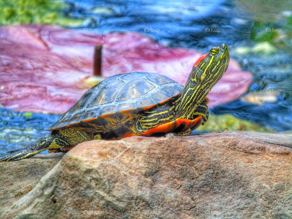 Turtle sunning 