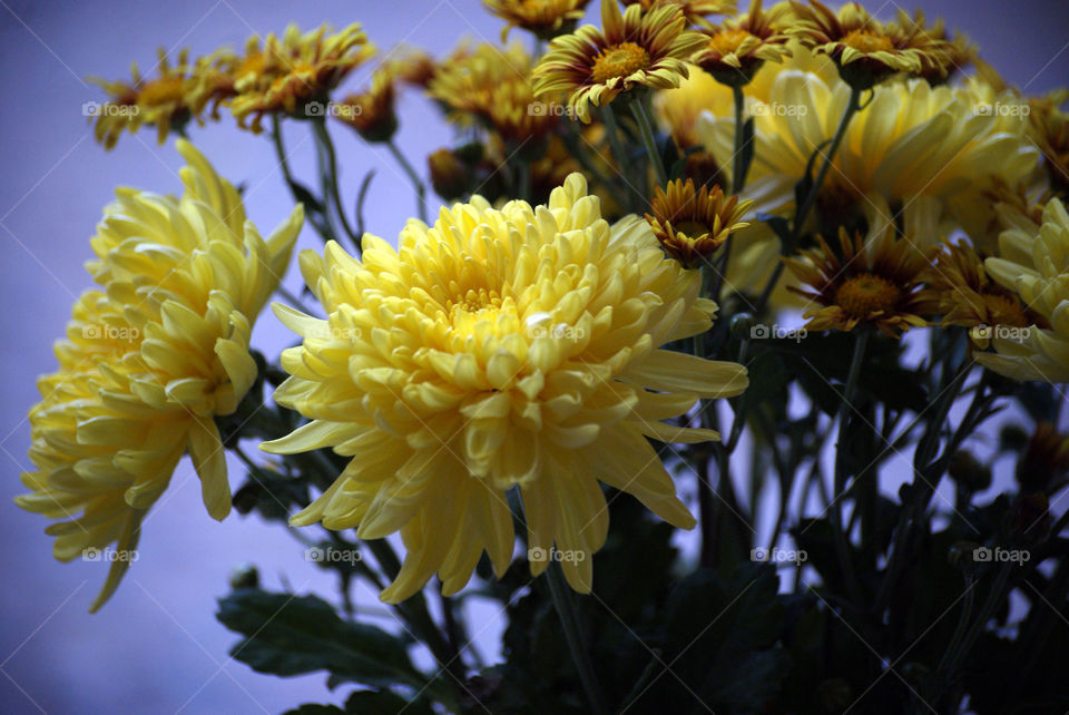 Yellow - warmth - cheer - joy - happiness - life.