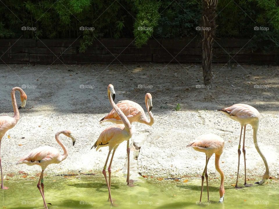 Flamingos