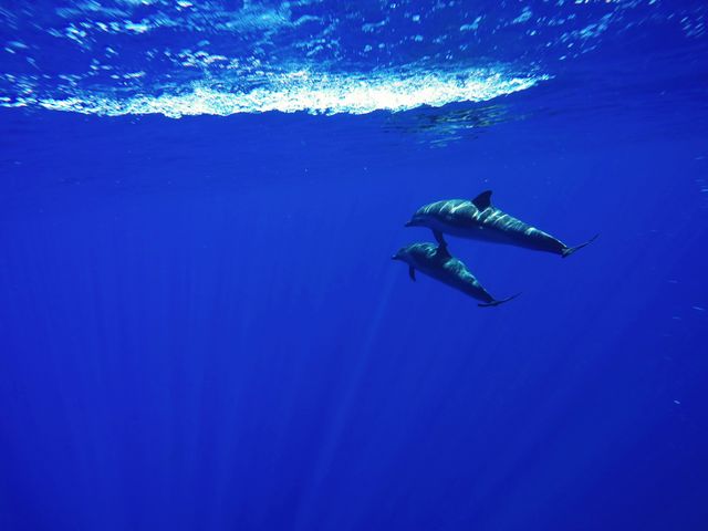 Underwater, Ocean, Water, Sea, No Person