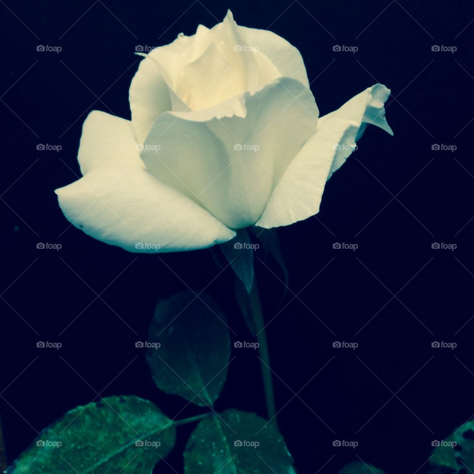 White Rose with Blue Undertones on Petals. Correction: sharp thorns