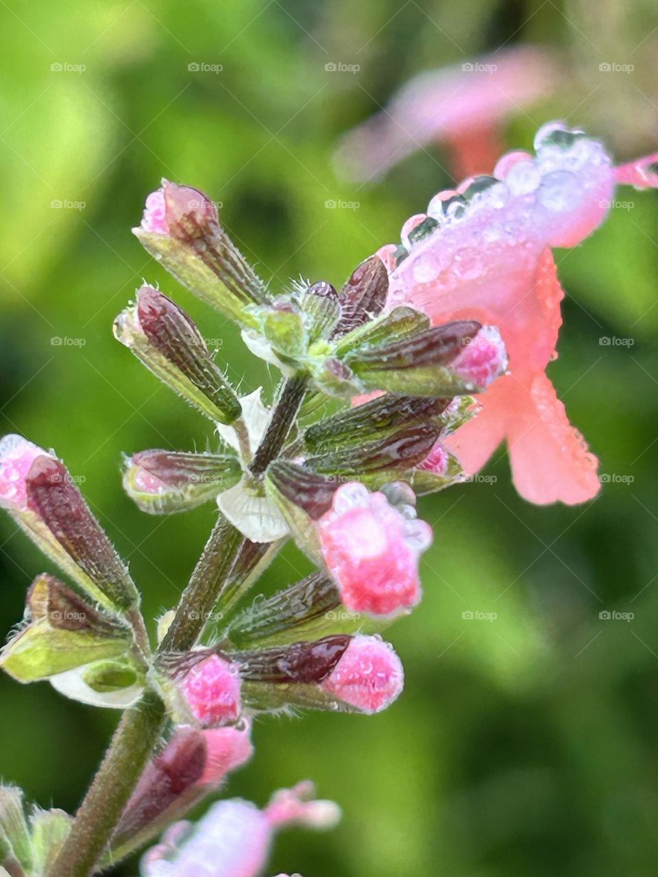 Pink flowers in the rain at the botanical gardens