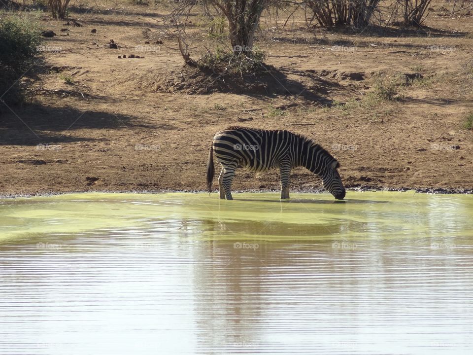 Zebra drinking 