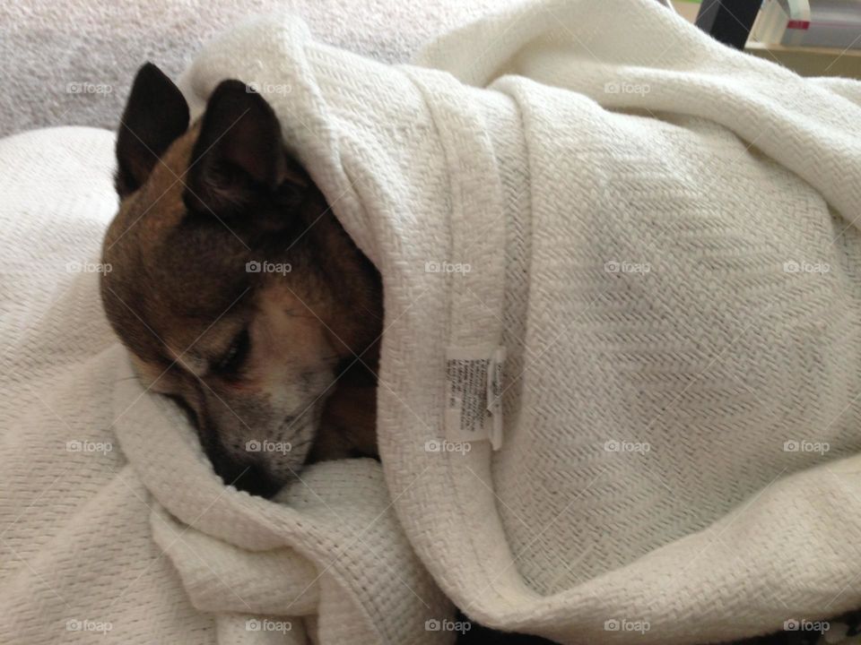 Our little precious chihuahua, Jack Russell Terrier mixed Dog sleeping soundly. 