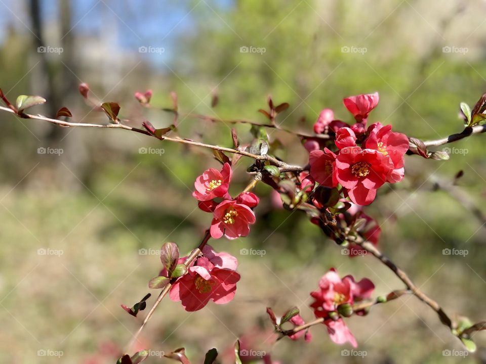 Red cherry blossom branch 