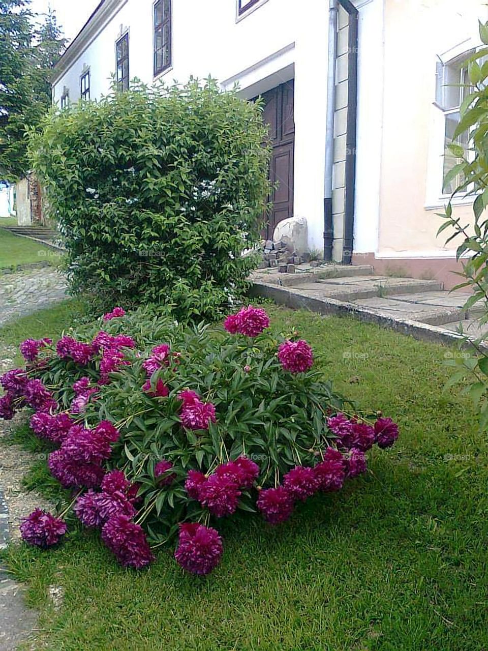 Flowers in Nitra Street