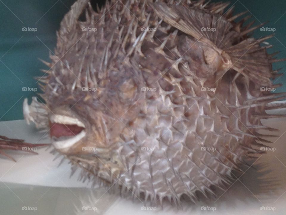 Pufferfish 