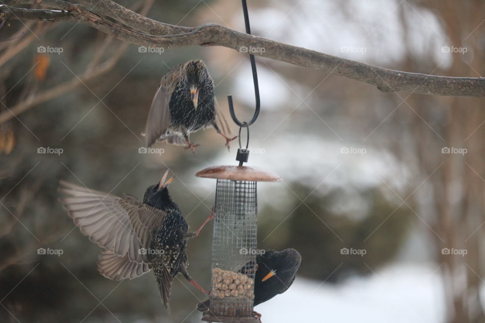 Starling fight