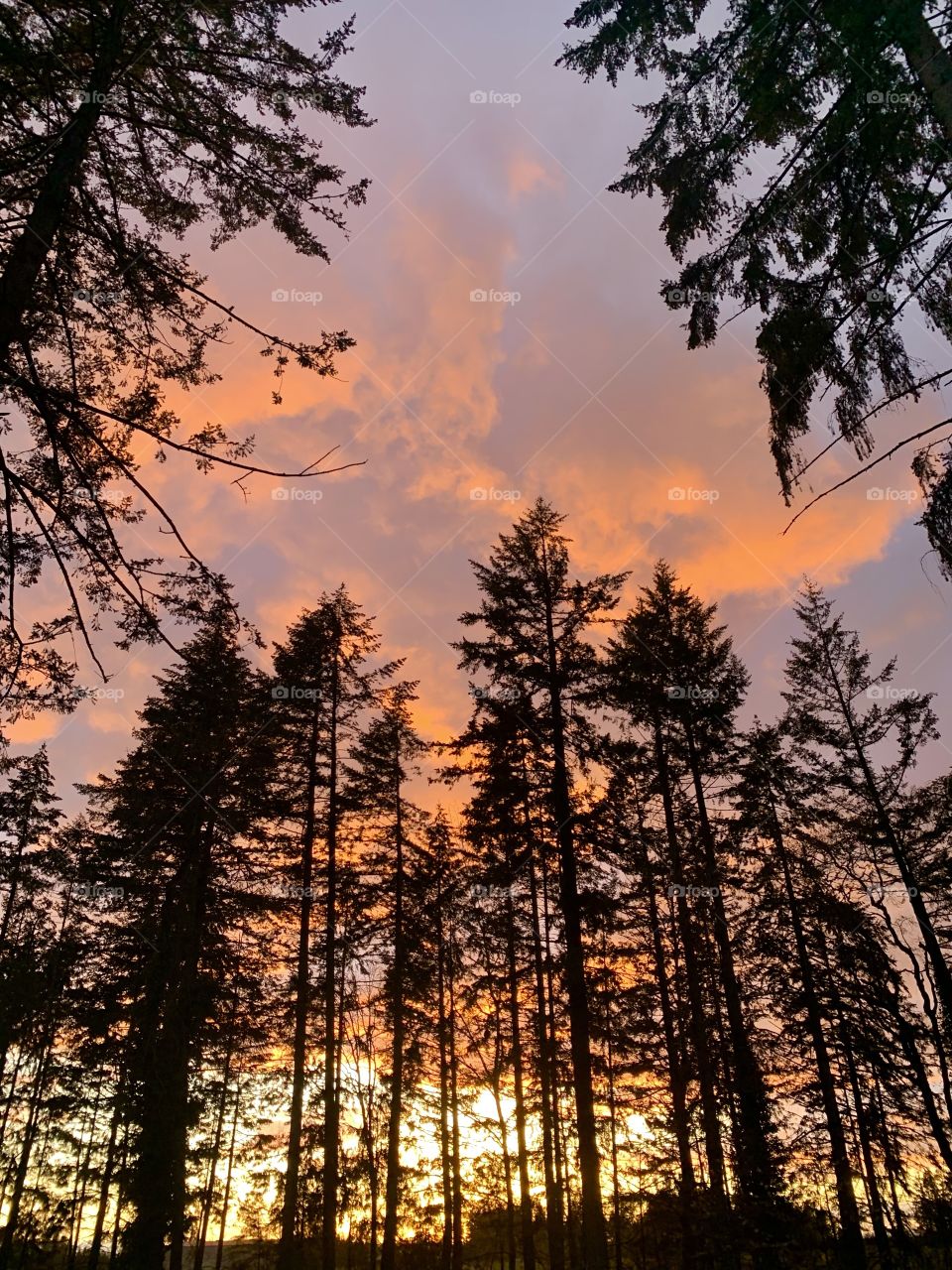 Sunset trees