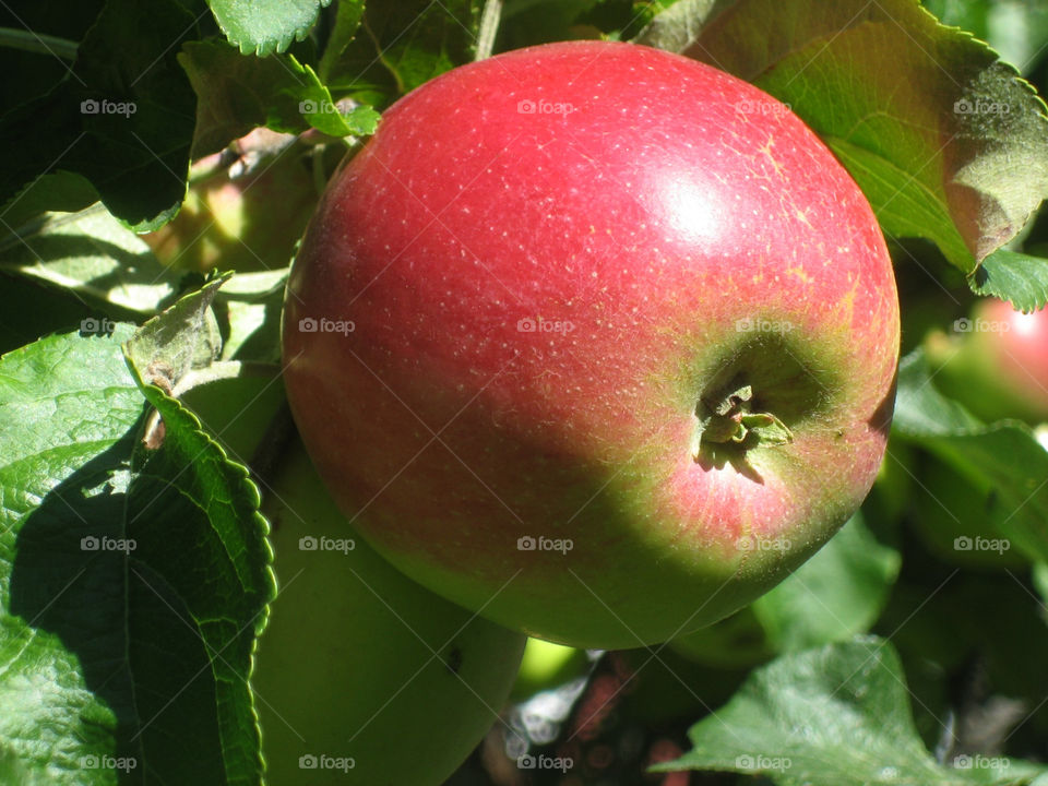 green red autumn apple by nyboda