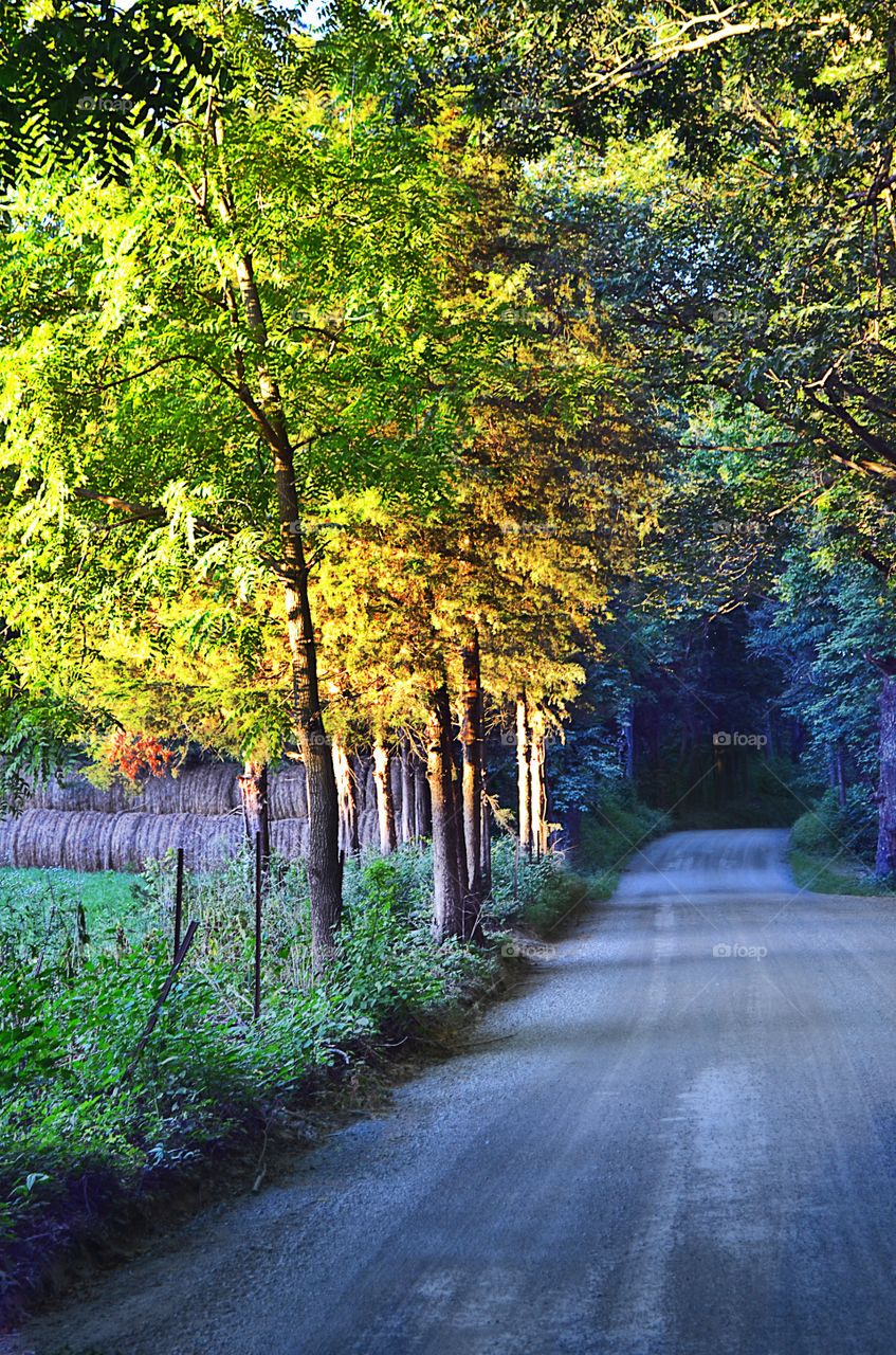 tree-lined fence-lined gravel road