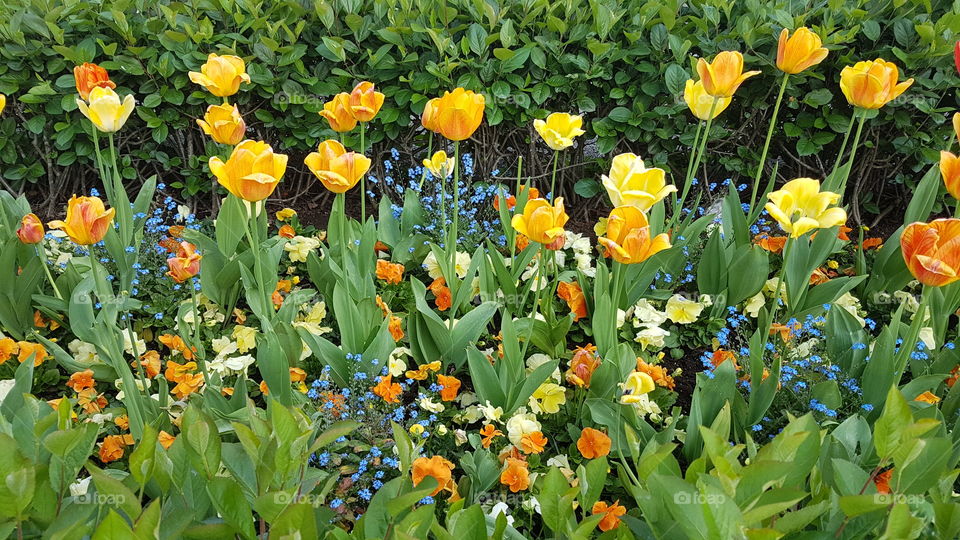 Tulips and spring flowers - tulpaner och vårblommor 