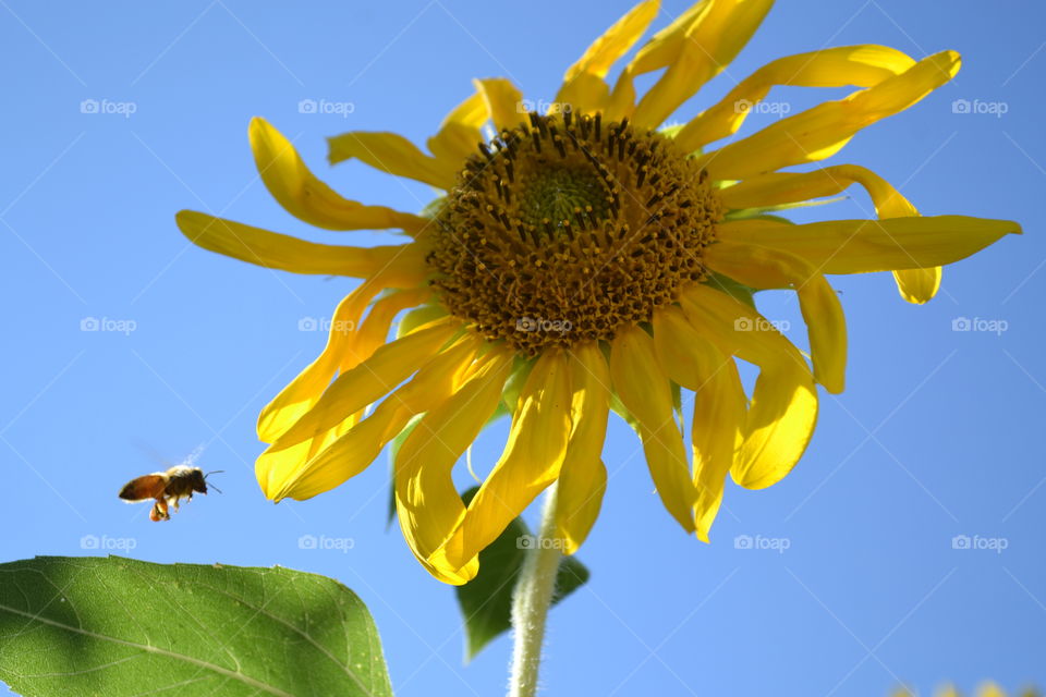 Bee Approaching Sunflower