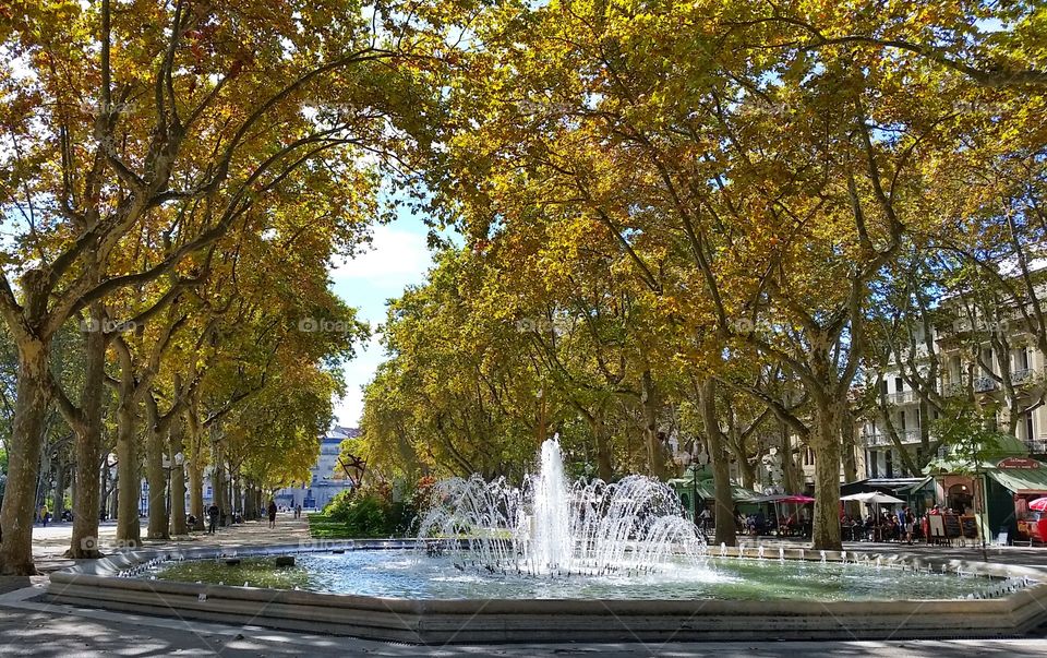 fountain and trees