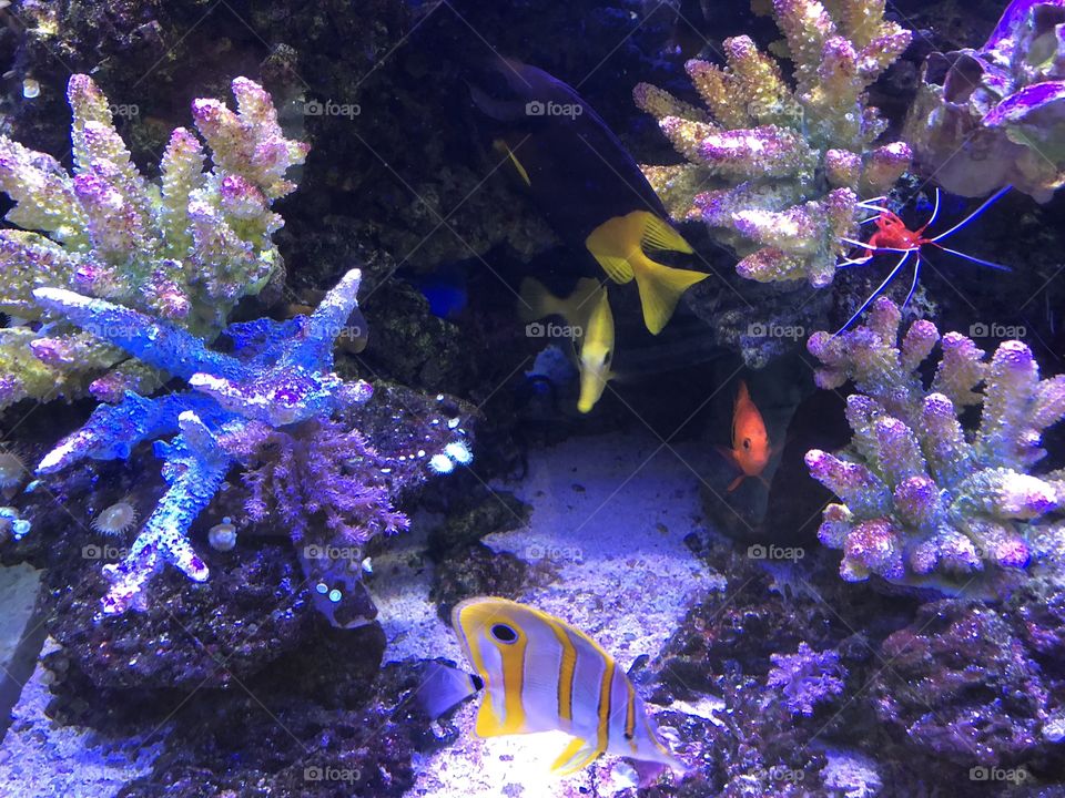 Beautiful aquarium 