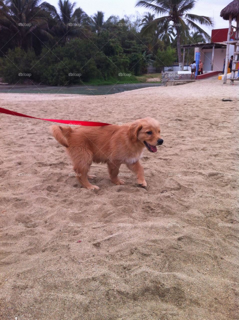 Max en su primer día de Playa