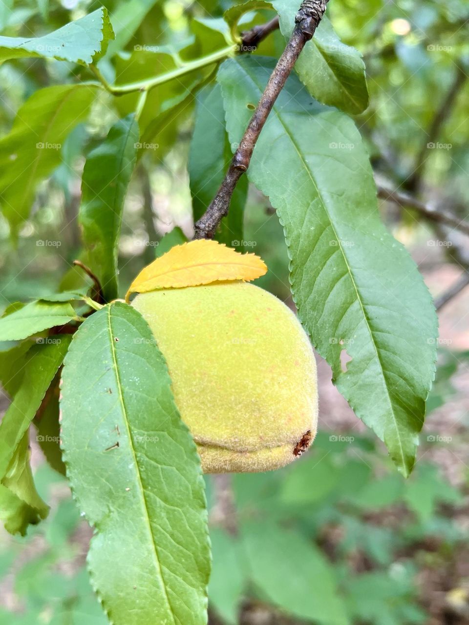 Closeup of ripening peach on branch. It’s partly covered by the tree leaves and just beginning to ripen.