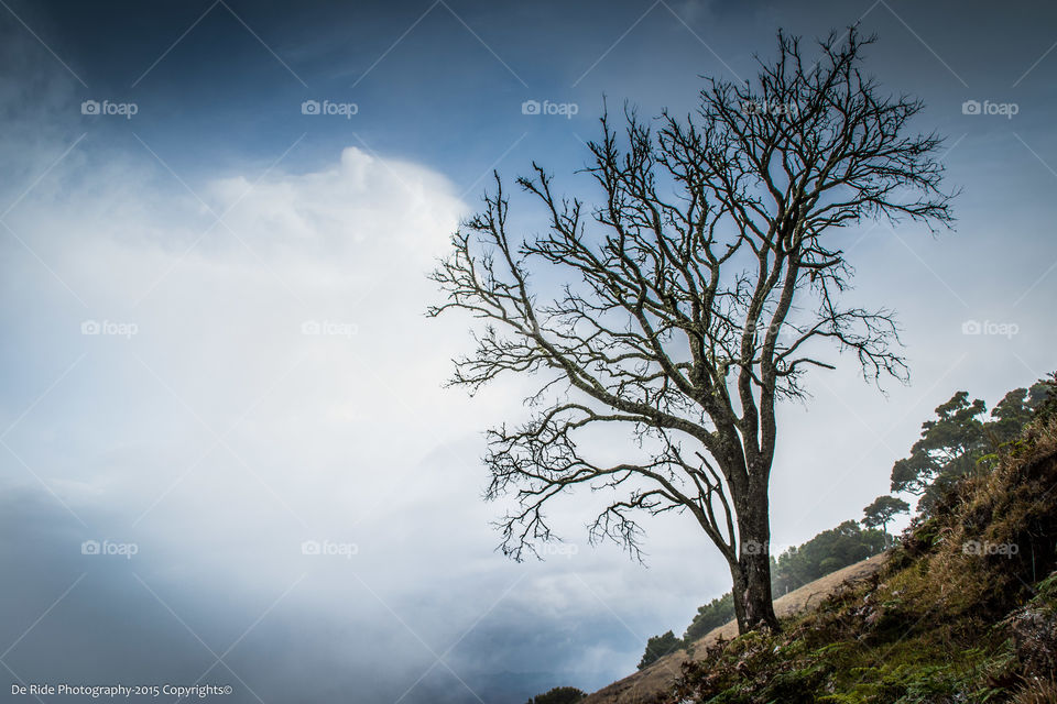 magic tree. looks like a tree