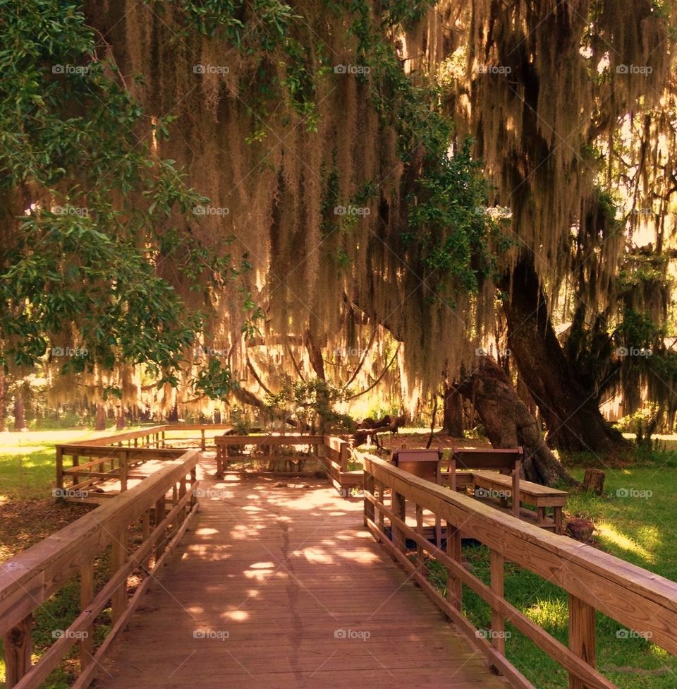 Close-up of spanish moss