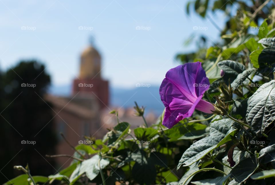 Purple St Tropez