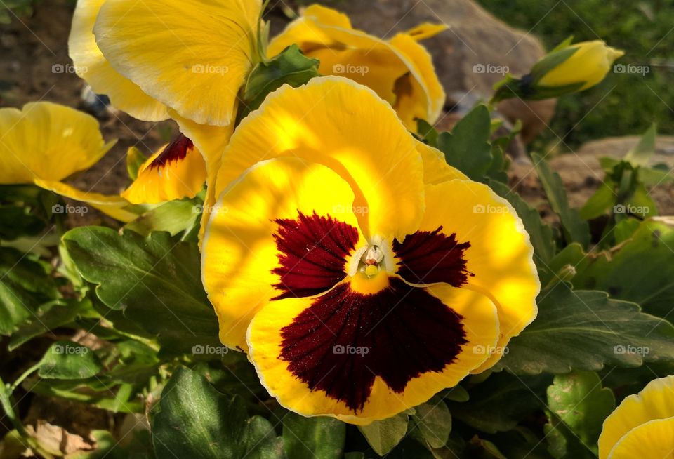 pansy