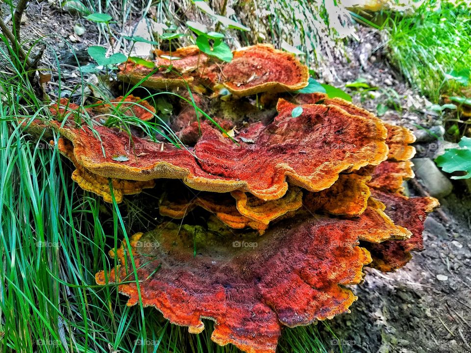 fungus