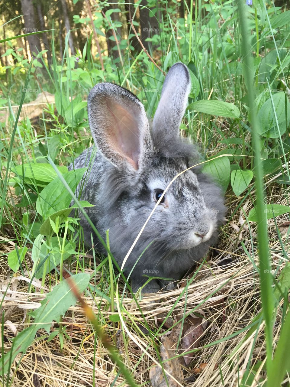 Bunny on our property 

