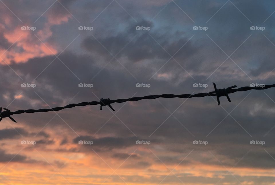 Barbed wire ,Getterön ,Sweden